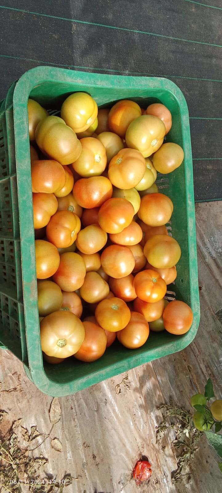Tomate après fertilisation