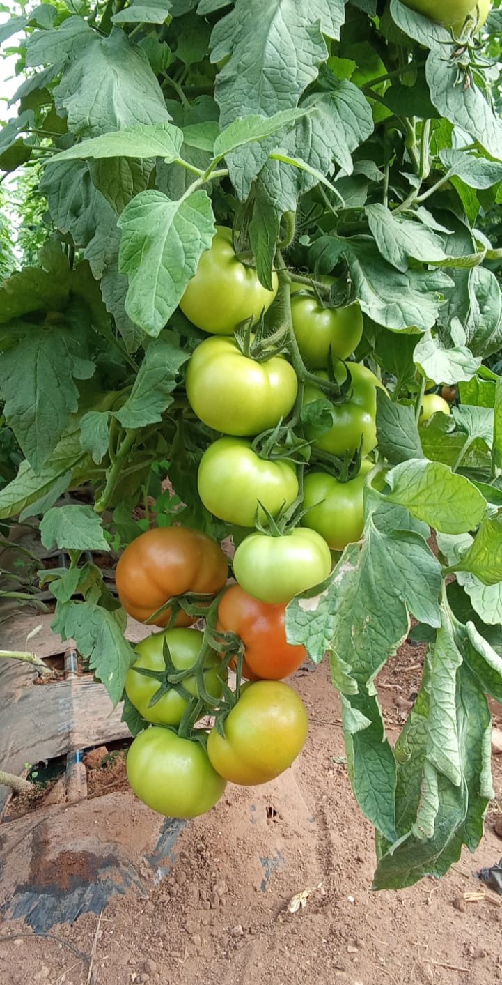 Programme tomate