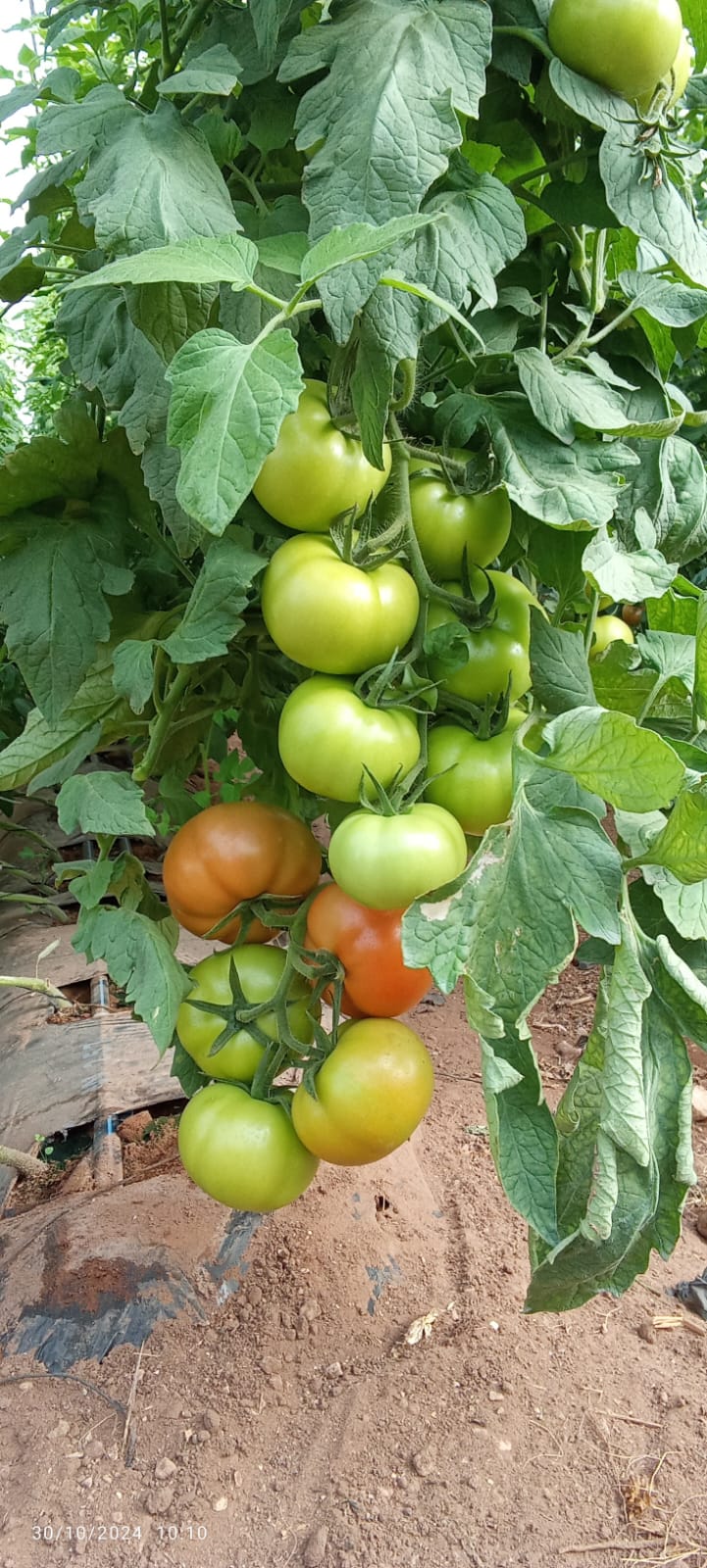 Vergers et arbres fruitiers