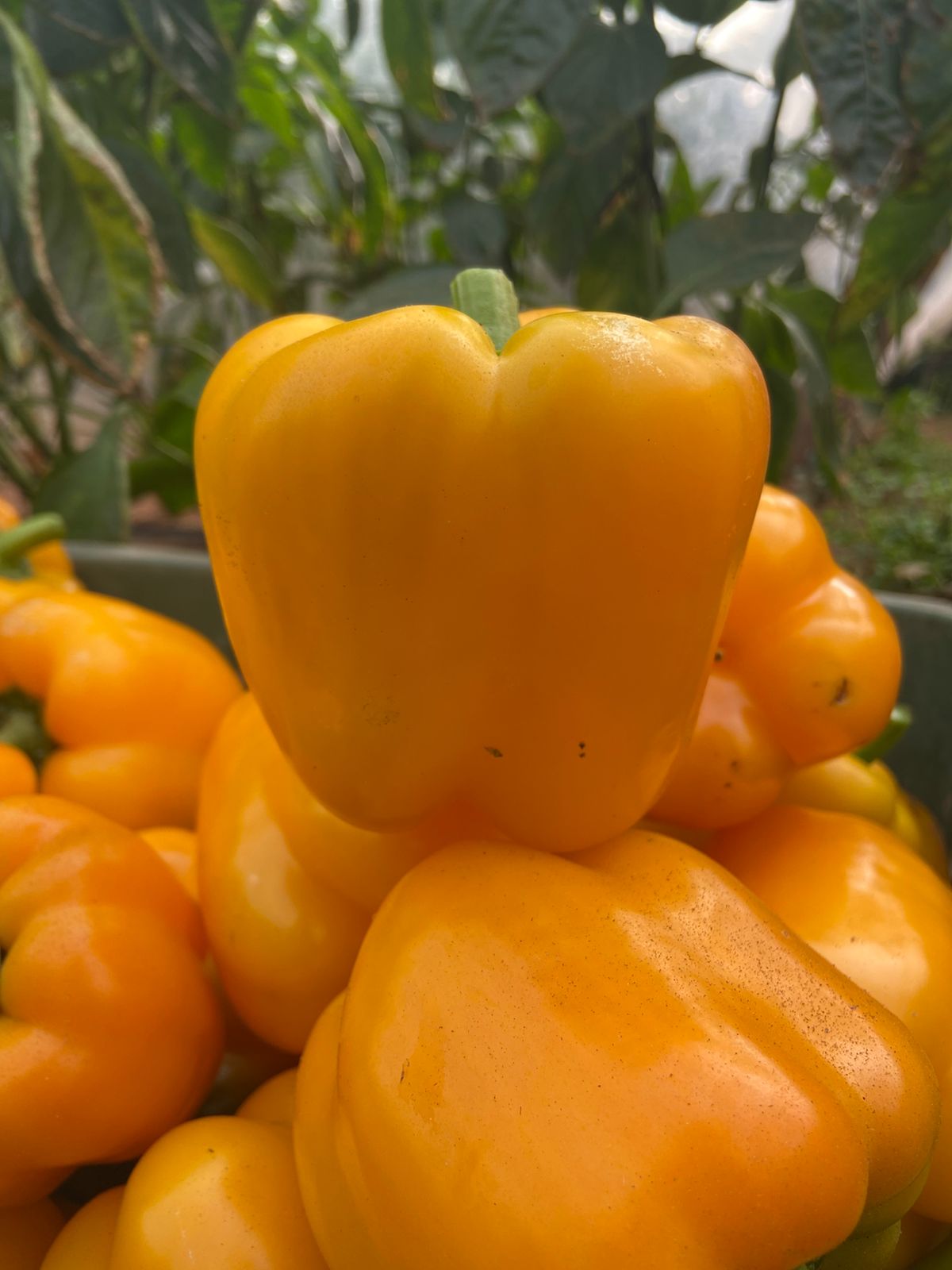 capsicum récolte