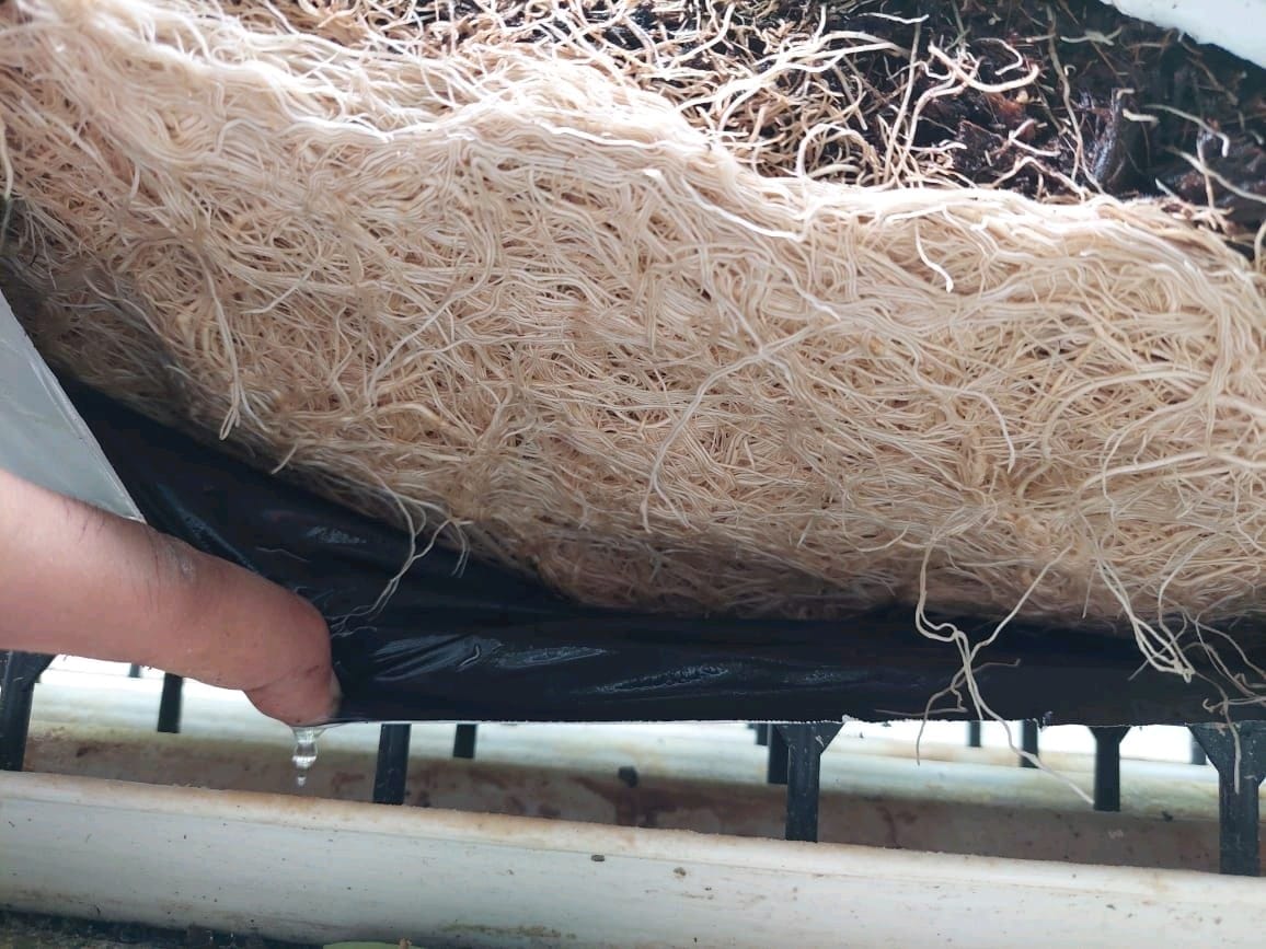 Amélioration du sol avec acides humiques