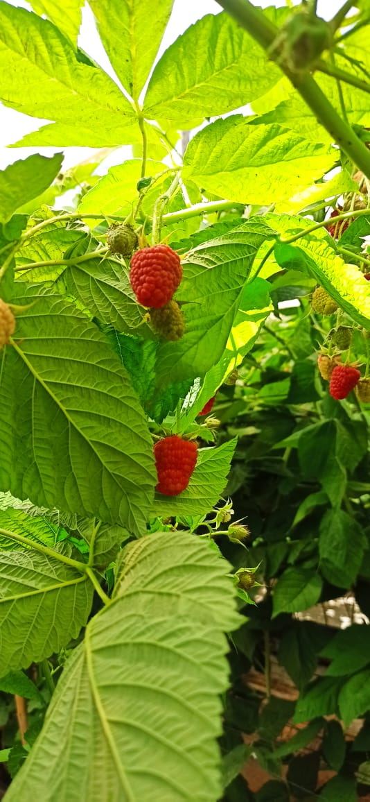 fromboisier qualité