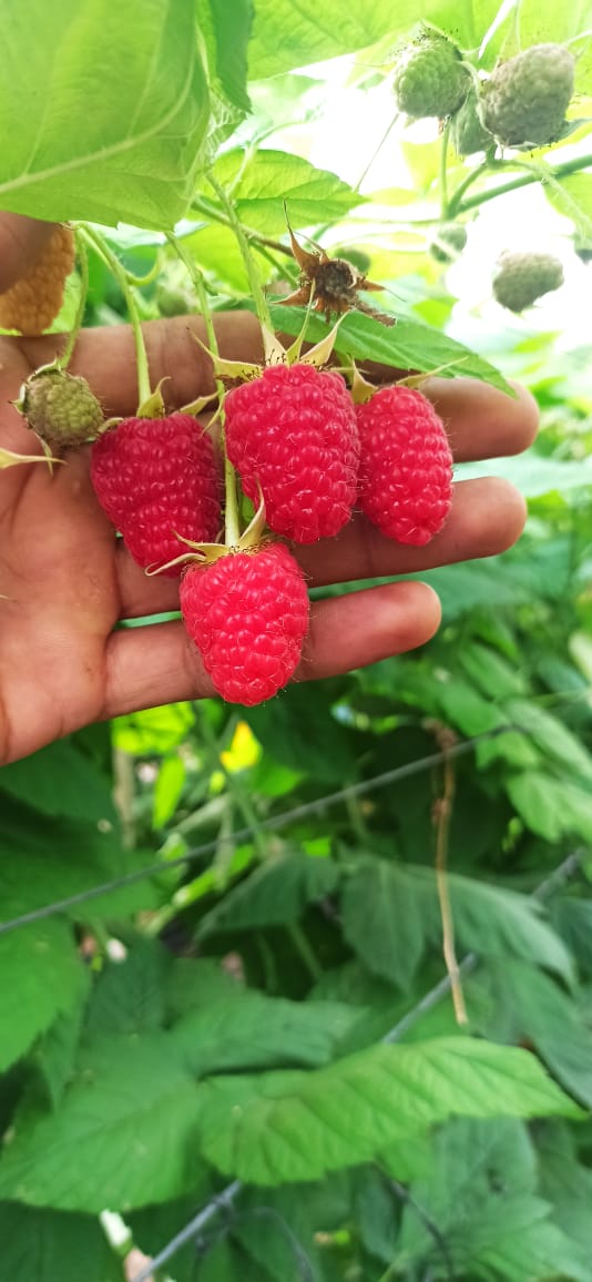 fromboisier récolte